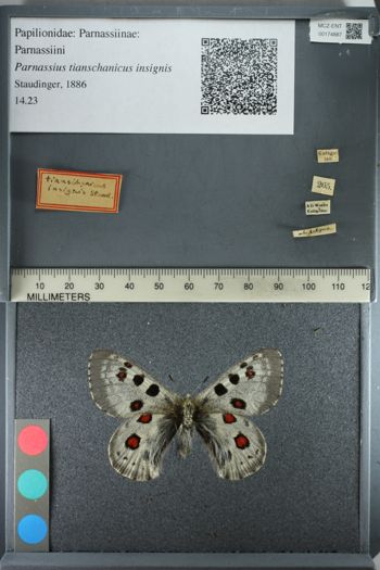 Media type: image;   Entomology 174887